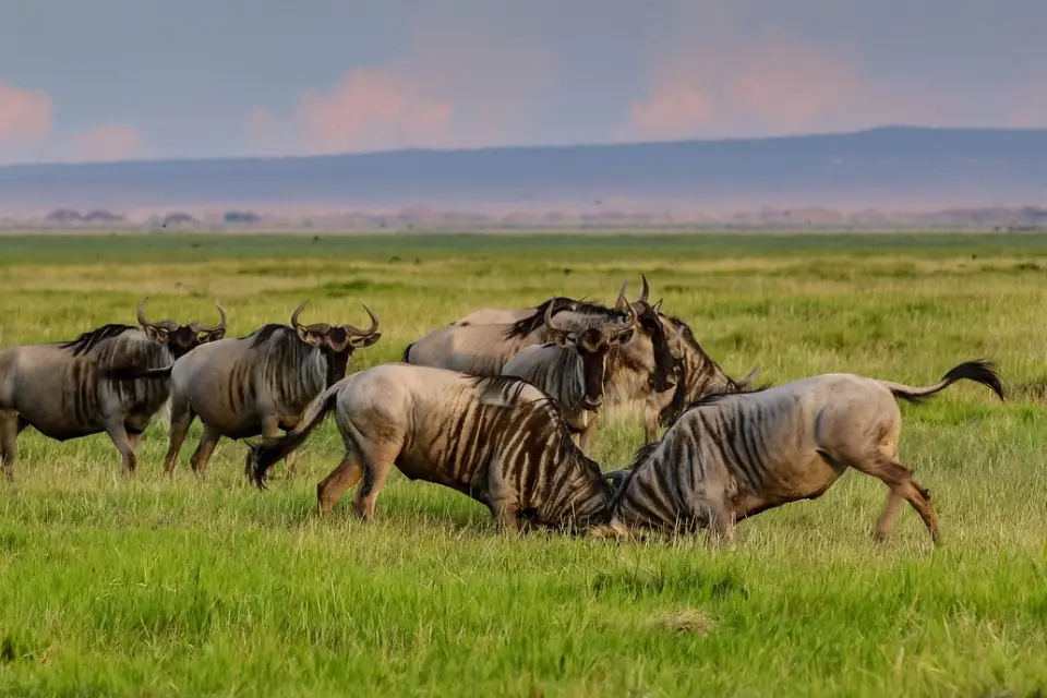 10-days-tanzania-odyssey-10