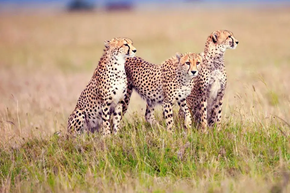 10-days-tanzania-odyssey-12