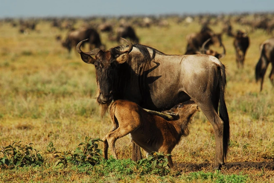 10-days-tanzanias-cultural-safari-zanzibar-beach-holiday-12