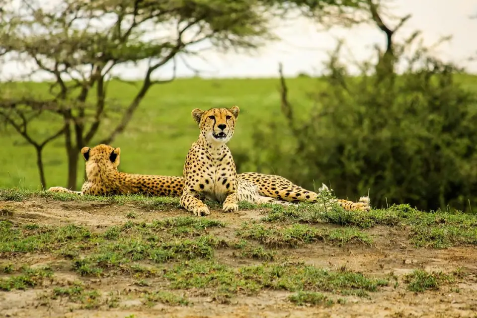 4-days-signature-serengeti-and-ngorongoro-5