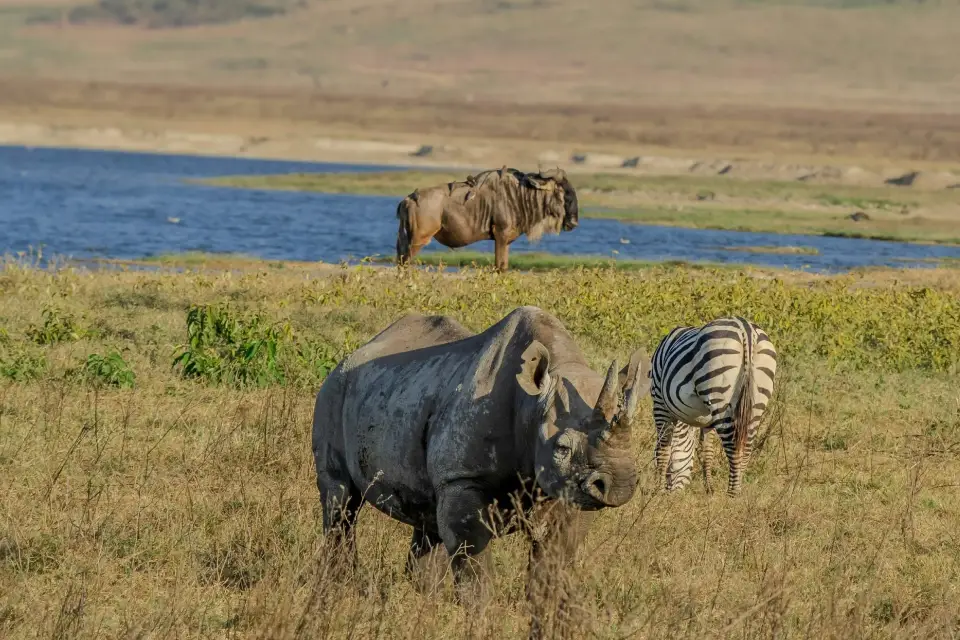4-days-signature-serengeti-and-ngorongoro-7