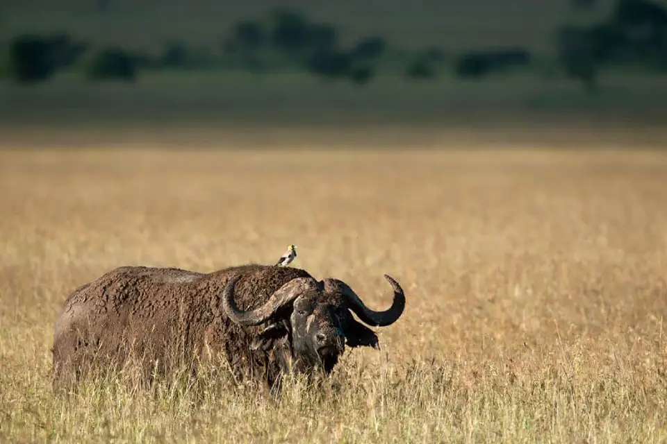 4-days-signature-serengeti-and-ngorongoro-8