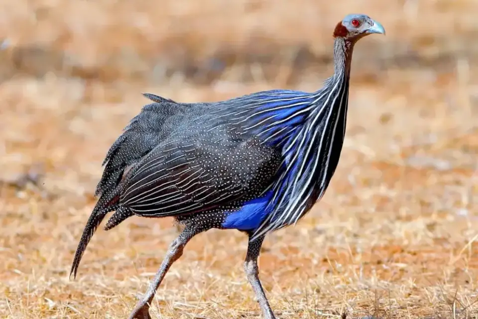 4-days-signature-serengeti-and-ngorongoro-9