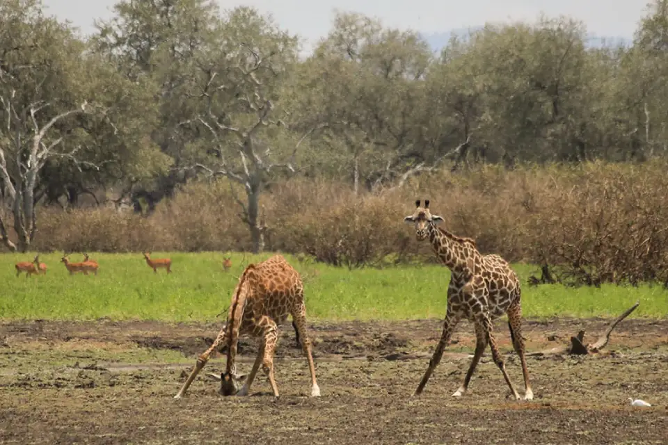 5-days-signature-ruaha-and-selous-10