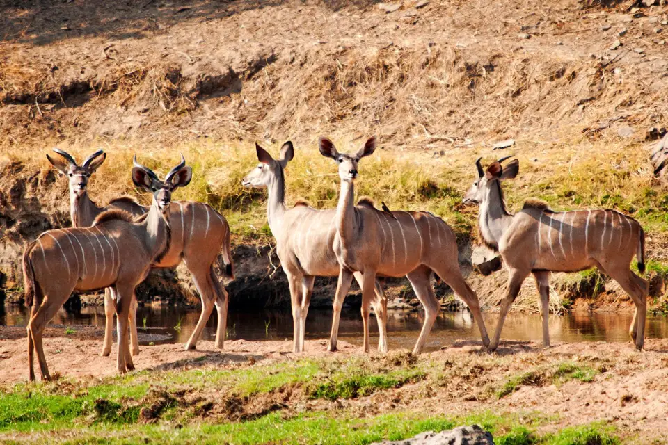 5-days-signature-ruaha-and-selous-7