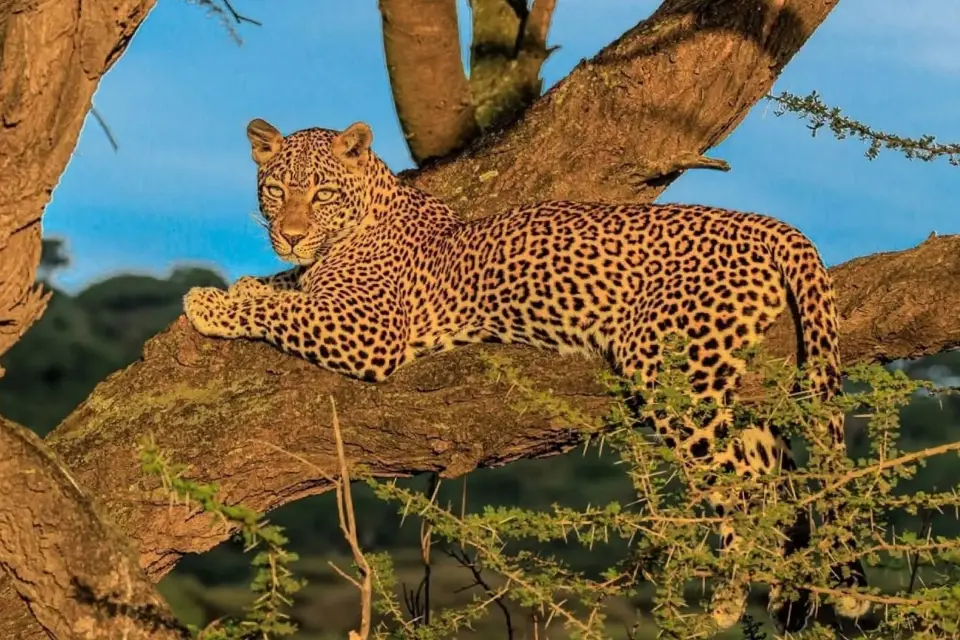 5-days-tanzania-big-five-safari-5