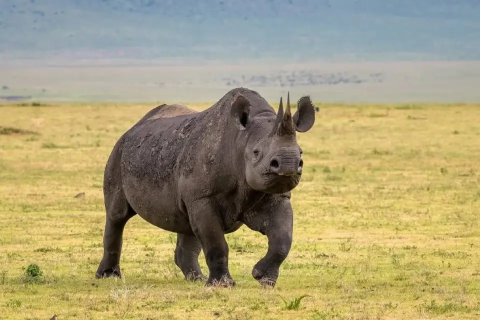 5-days-tanzania-big-five-safari-6