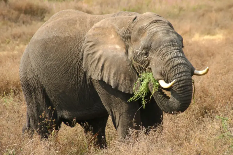 5-days-tanzania-big-five-safari-7