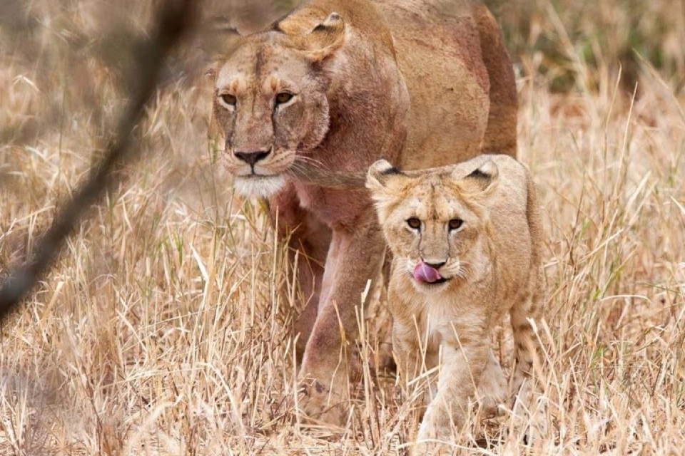 6-days-cultural-tanzania-safari-7