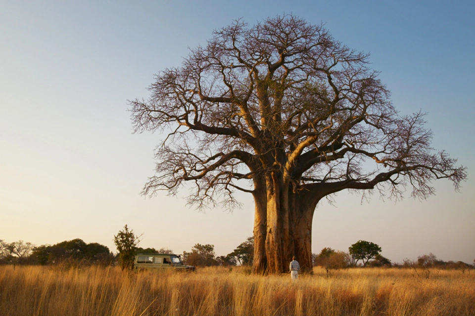 6-days-tanzania-lodge-safari-11