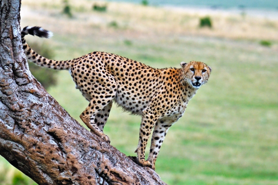 8-days-safari-and-luxe-bawe-island-retreat-9