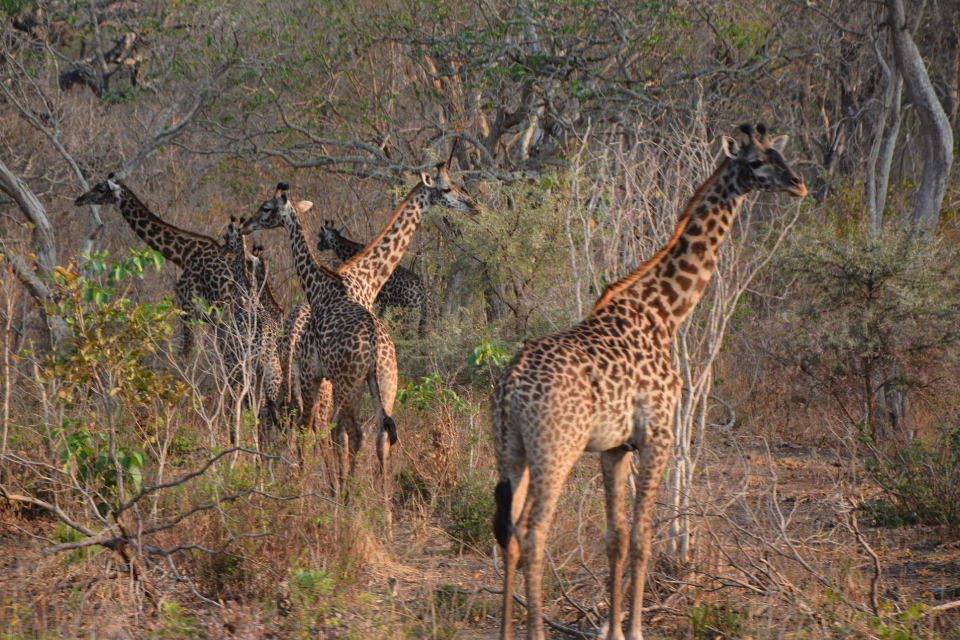 8-days-signature-western-tanzania-11 (1)