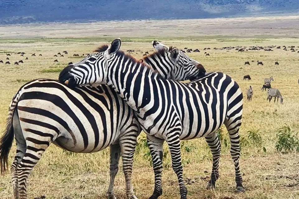 8-days-tanzania-migration-highlights-6