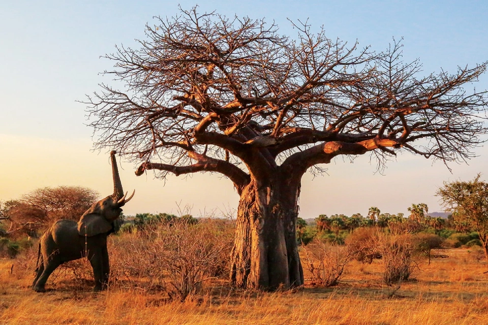 8-days-ultimate-southern-wilderness-tanzania-12