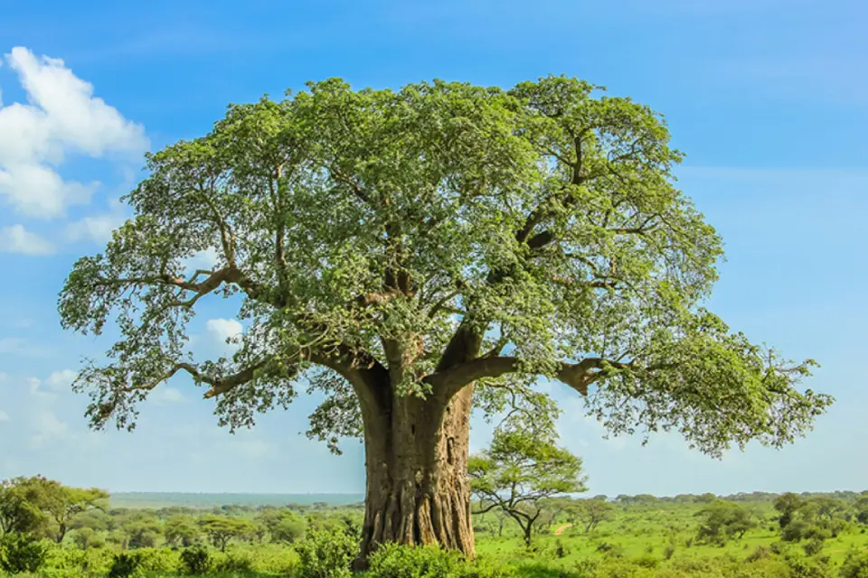9-days-acacia-wilderness-experience-7