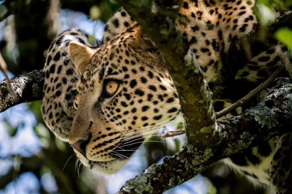 9-days-acacia-wilderness-experience-8