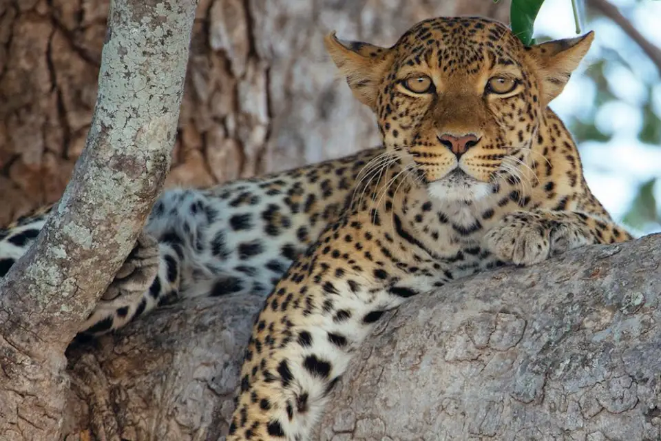 9-days-safari-and-seascape-5