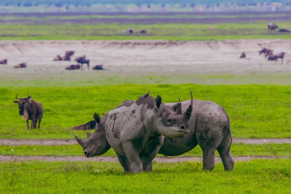 9-days-serengeti-wildebeest-migration-safari-11