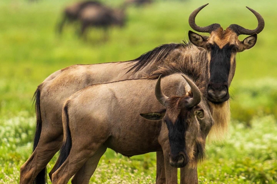 9-days-serengeti-wildebeest-migration-safari-14