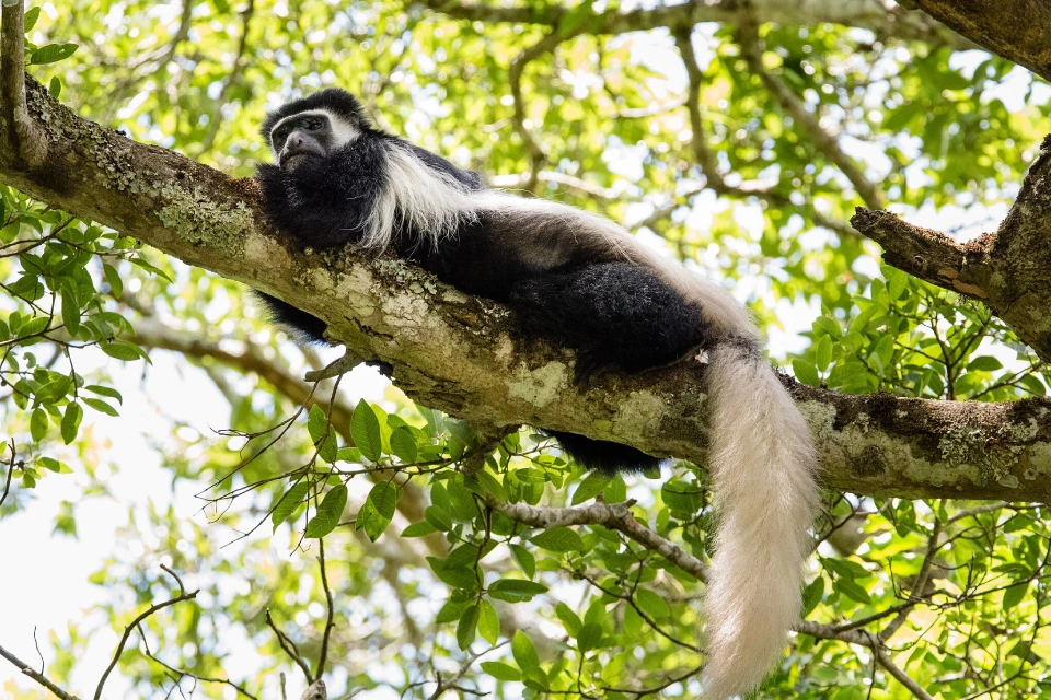 arusha-nationa-park-day-tour-2