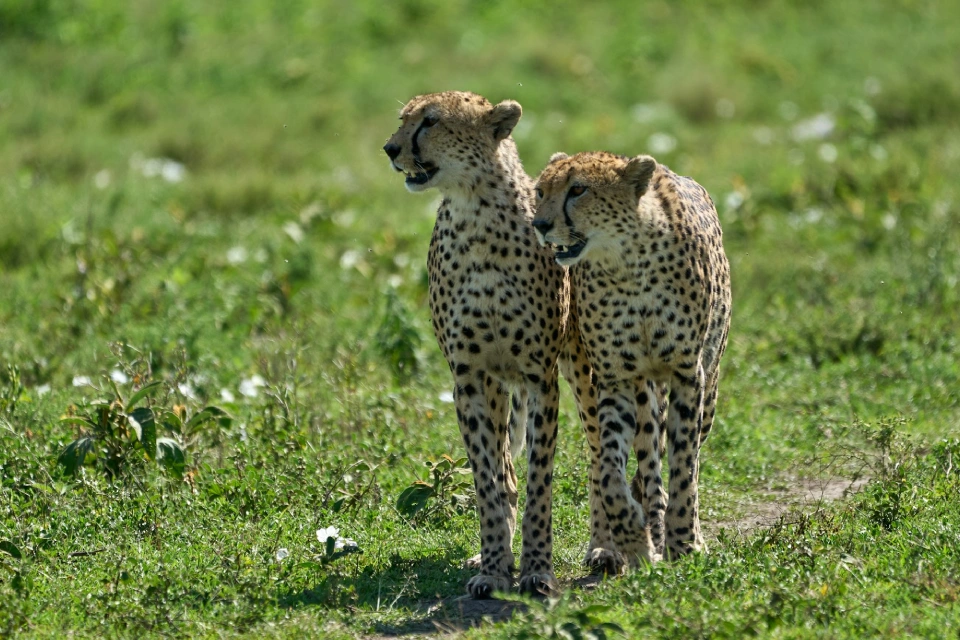 arusha-nationa-park-day-tour-3