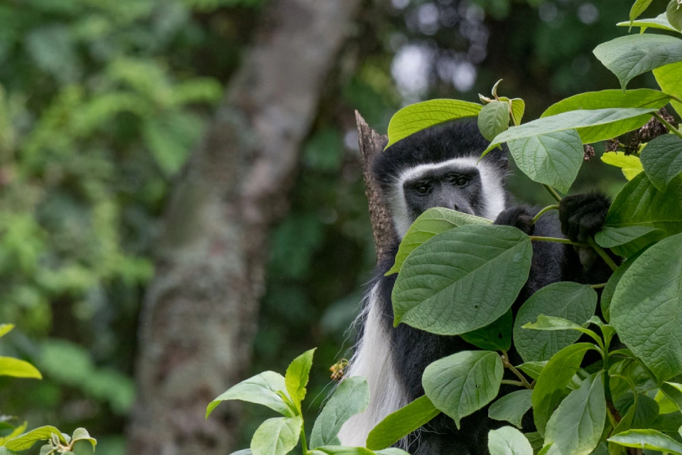 arusha-nationa-park-day-tour-4