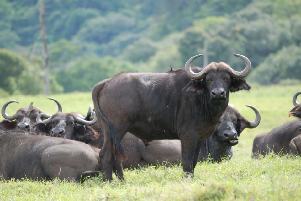 arusha-nationa-park-day-tour-6