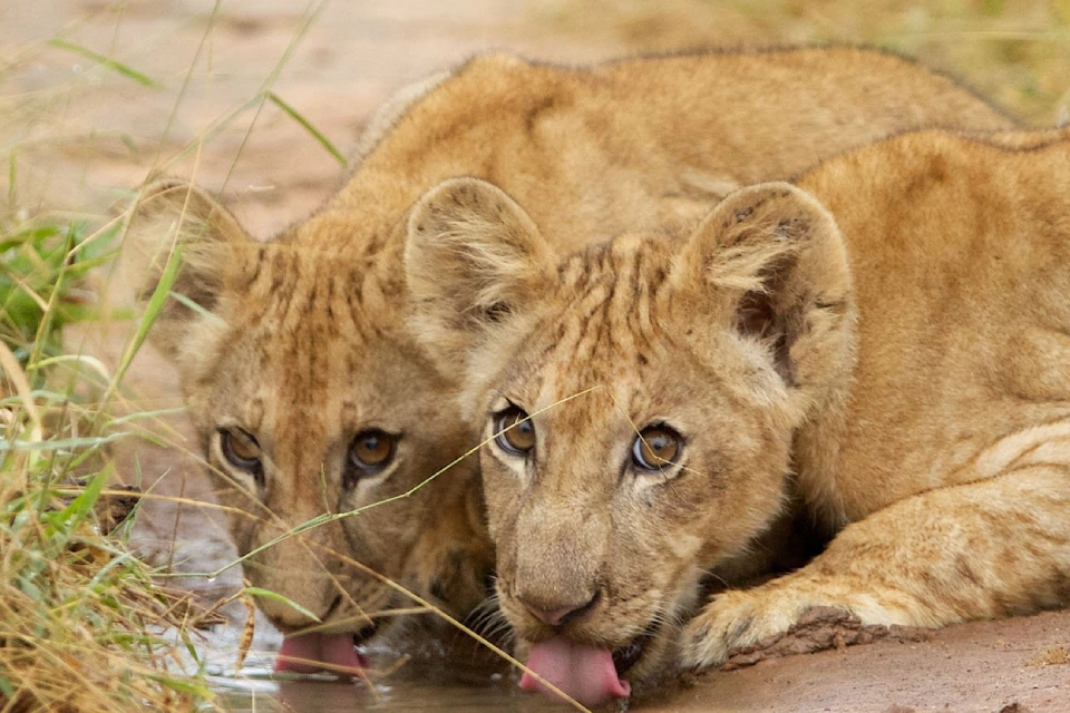 selous-day-trip-safari-4