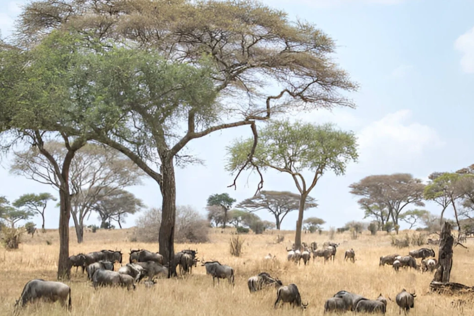 selous-day-trip-safari-5