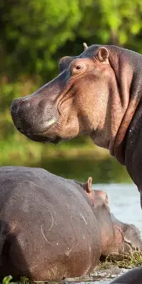 lake-manyara-national-park6