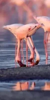 lake-natron-and-ol-doinyo-lengai5