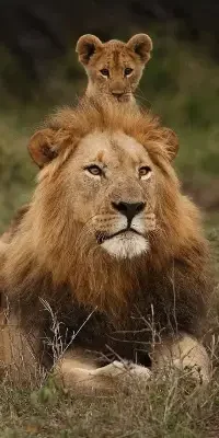 mkomazi-national-park6