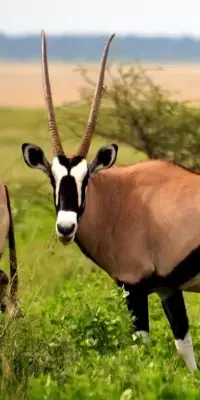 mkomazi-national-park7