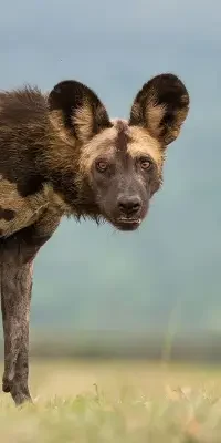 mkomazi-national-park8