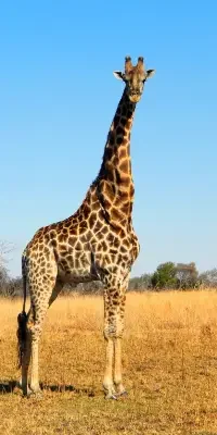 nyerere-national-park6