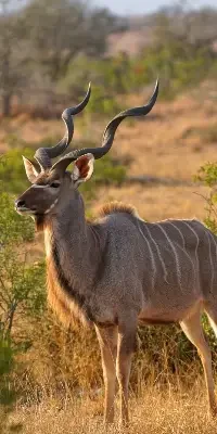 nyerere-national-park8