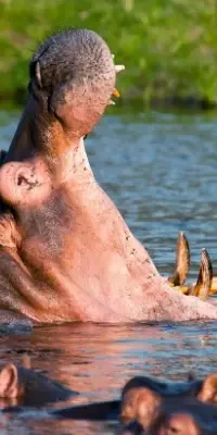 ruaha-national-park7