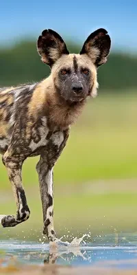 ruaha-national-park8