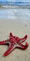 startfidh