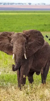 tarangire-national-park5