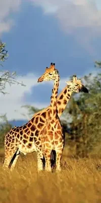 tarangire-national-park6