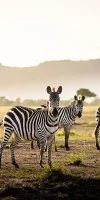 tarangire-national-park7